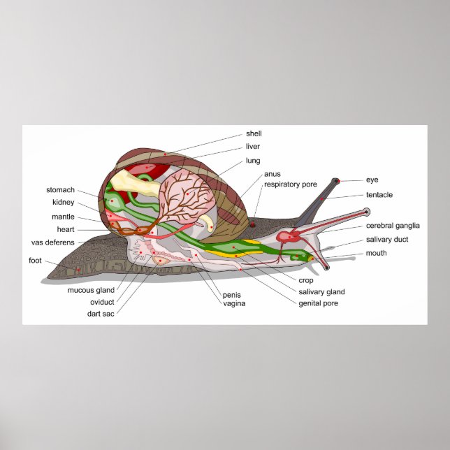 Diagram snail Helix aspersa split-sectioned organ  Poster (Front)