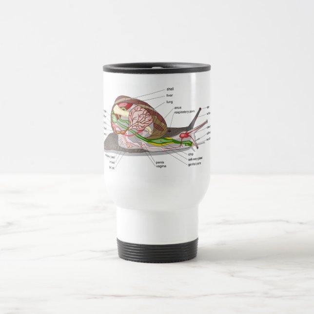 Diagram snail Helix aspersa split-sectioned organ  Travel Mug (Center)