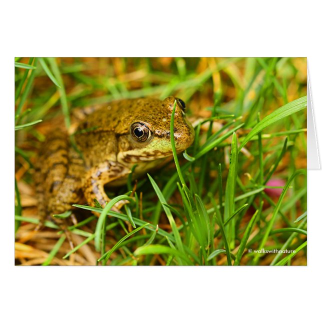 Dialogue with a Frog (Front Horizontal)