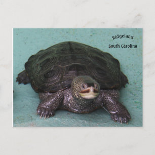 Diamond Back terrapin Postcard