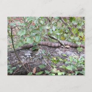 Diamond-back Watersnake on Log Postcard