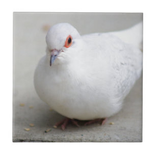 Diamond Dove bird tile