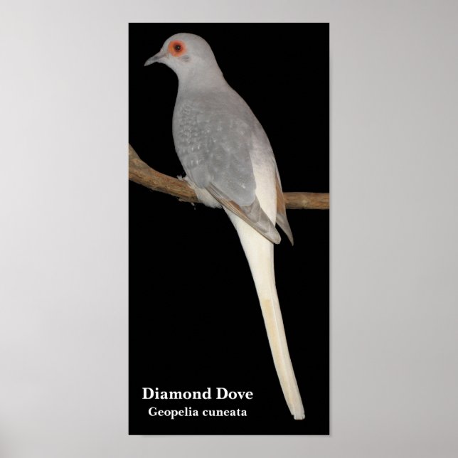 diamond dove, Diamond Dove , Geopelia cuneata Poster (Front)