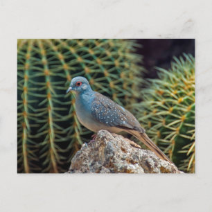 Diamond dove ( Geopelia Cuneata ) Postcard