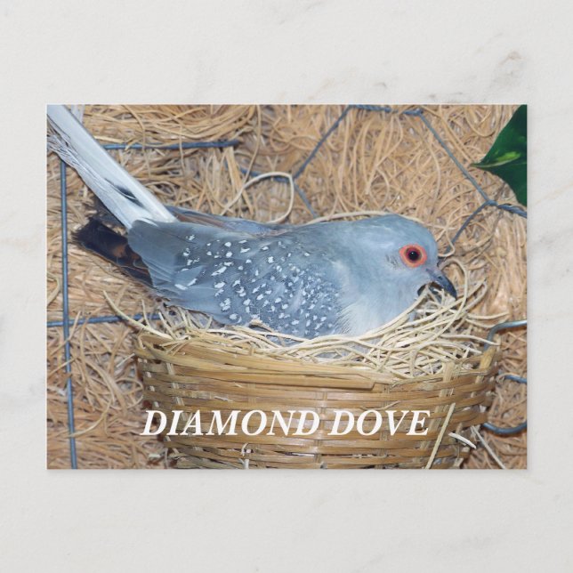 DIAMOND DOVE ON NEST POSTCARD (Front)