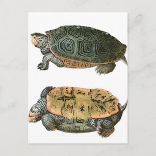 Diamondback Terrapin illustration Postcard