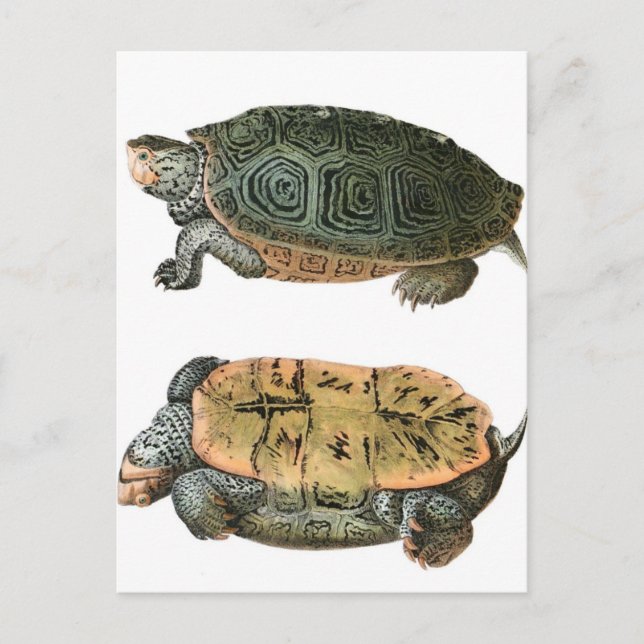 Diamondback Terrapin illustration Postcard (Front)