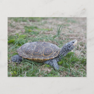 diamondback terrapin turtle postcard