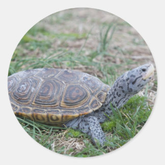 diamondback terrapin turtle stickers