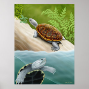 Diamondback Terrapin Turtles Poster
