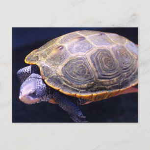 Diamondback Turtle Postcard