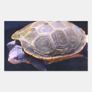 Diamondback Turtle Rectangular Sticker