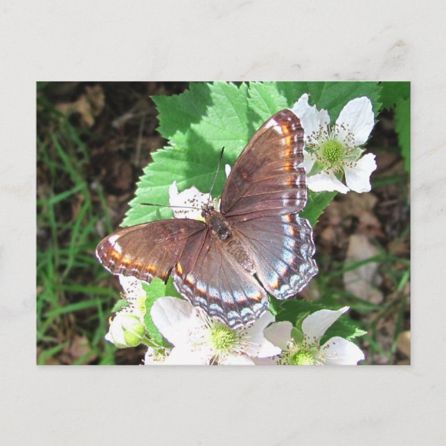 Diana butterfly ~ postcard (Front)