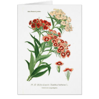 Dianthus barbatus (Sweet William)