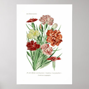 Dianthus caryophyllus (Carnation) Poster