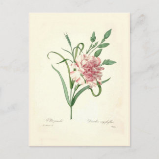 Dianthus caryophyllus postcard