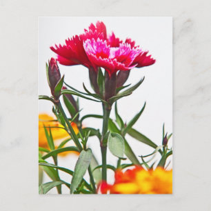 Dianthus Flower Postcard