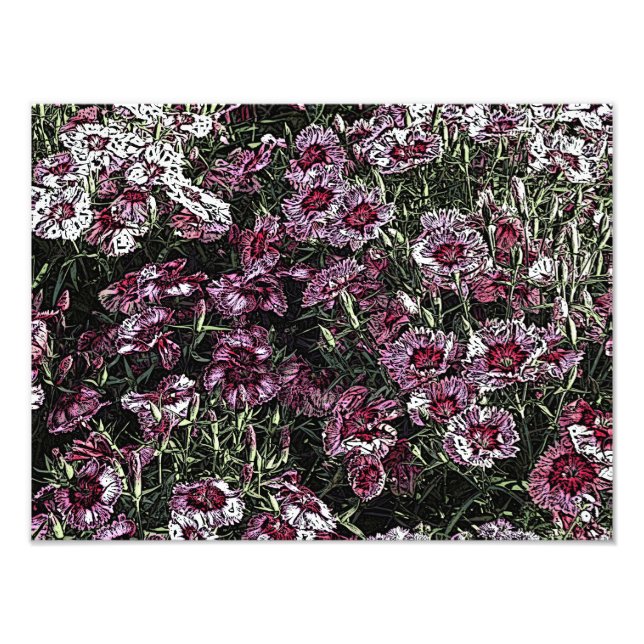 DIANTHUS PHOTO PRINT (Front)