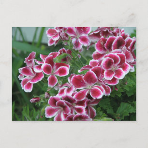 Dianthus Postcard