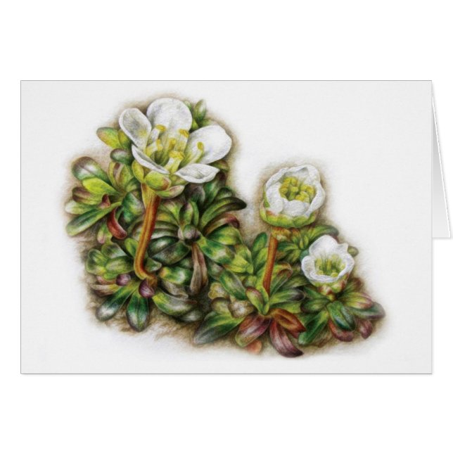 Diapensia lapponica white evergreen flower card (Front Horizontal)
