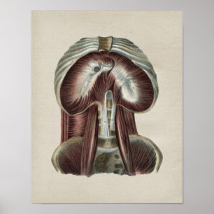Diaphragm Muscle Human Anatomy Vintage Print