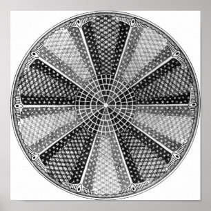 Diatom 13 Ernst Haeckel Fine Art Poster