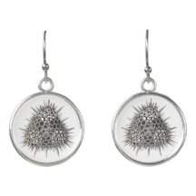 Diatom