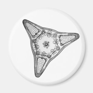 Diatom Magnet