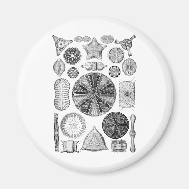 Diatoms Magnet (Front)