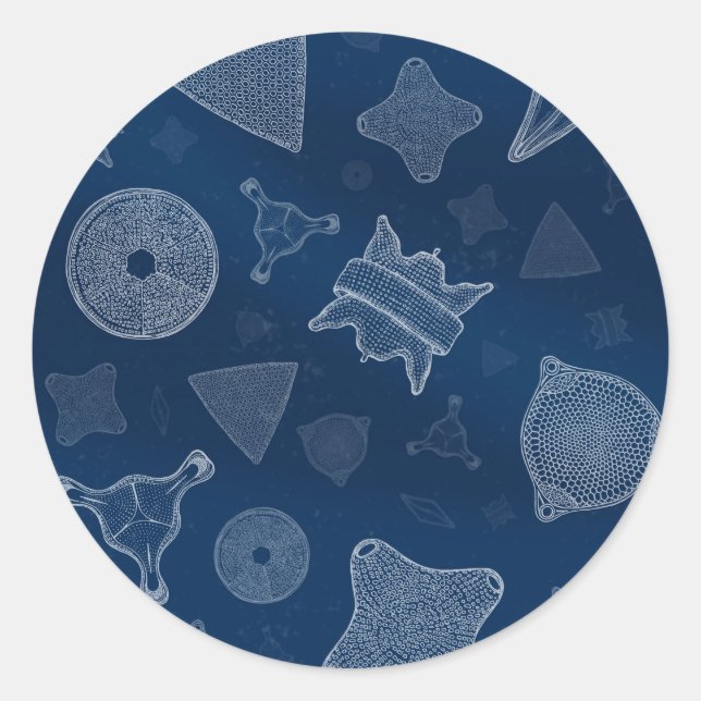 Diatoms - microscopic sea life classic round sticker (Front)