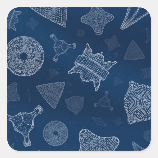 Diatoms - microscopic sea life square sticker (Front)