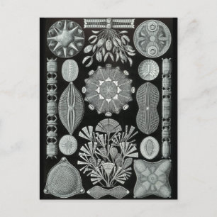 Diatoms Postcard