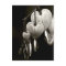 Dicentra - Bleeding Hearts art Postcard (B&W)