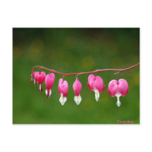Dicentra - Pink Heart Shape Floral Postcard