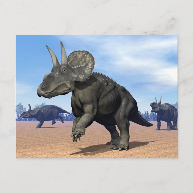 Diceratops/nedoceratops dinosaurs in the desert postcard (Front)