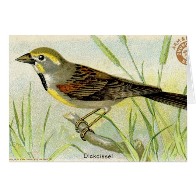 Dickcissel (Front Horizontal)