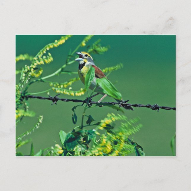 Dickcissel Postcard (Front)