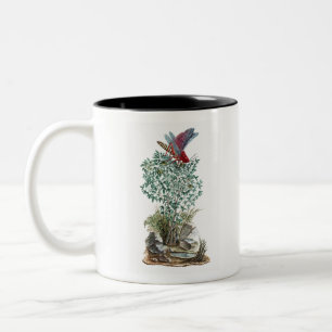 Dictyophorus spumans Koppie foam grasshopper perhc Two-Tone Coffee Mug