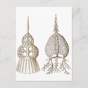 Dictyospyris & Sepalospyris Postcard
