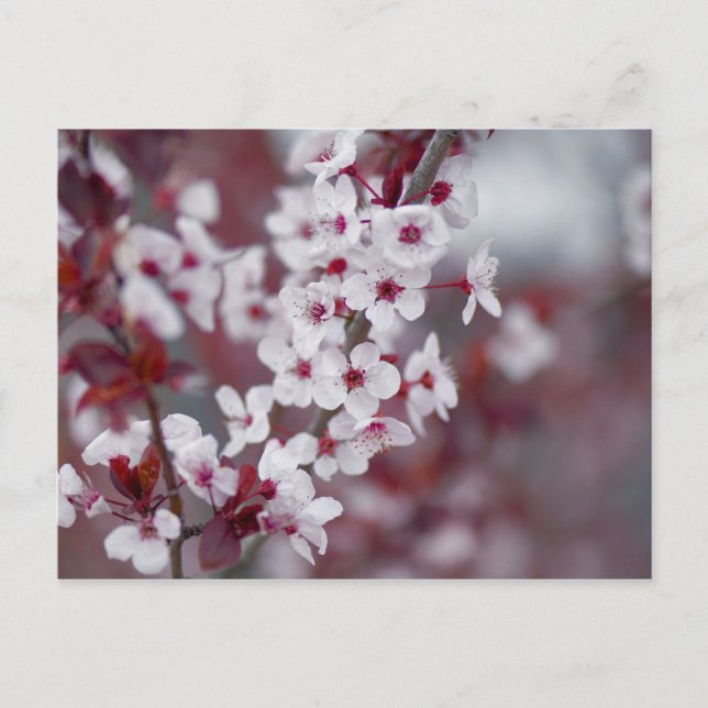 Did someone order some bokeh? postcard (Front)