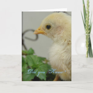 Did you know?  One Hot Chick, birthday Card