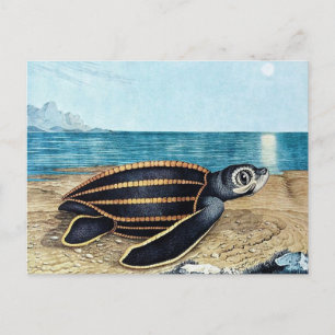 Die Seeschildkröte or The Sea Turtle (1867) Postcard