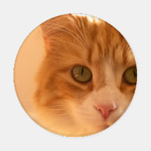 Diego the Cat Coaster Set