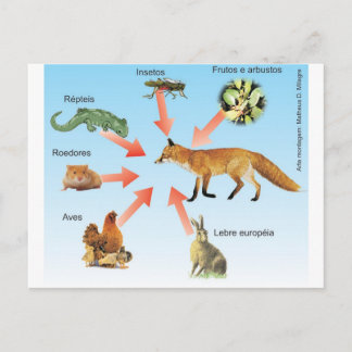 dietaraposa11 esquema didático dieta da raposa postcard