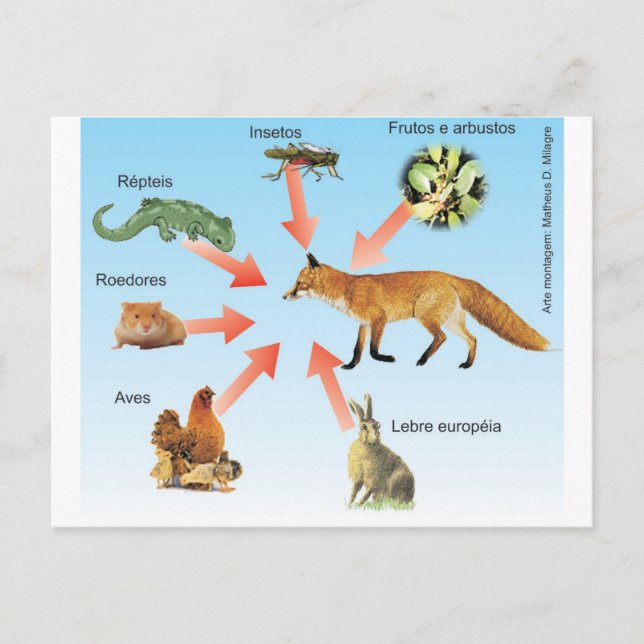 dietaraposa11 esquema didático dieta da raposa postcard (Front)