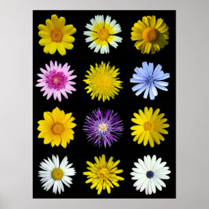 Different flowers of the Asteraceae family. Poster