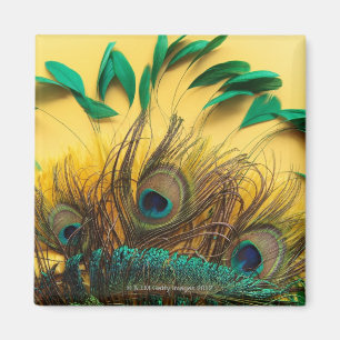 Different Peacock Feathers Magnet