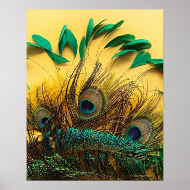 Different Peacock Feathers Poster (Front)