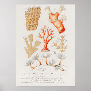 Different types of corals poster