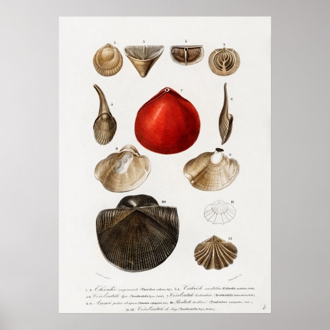 Different types of mollusks poster (Front)